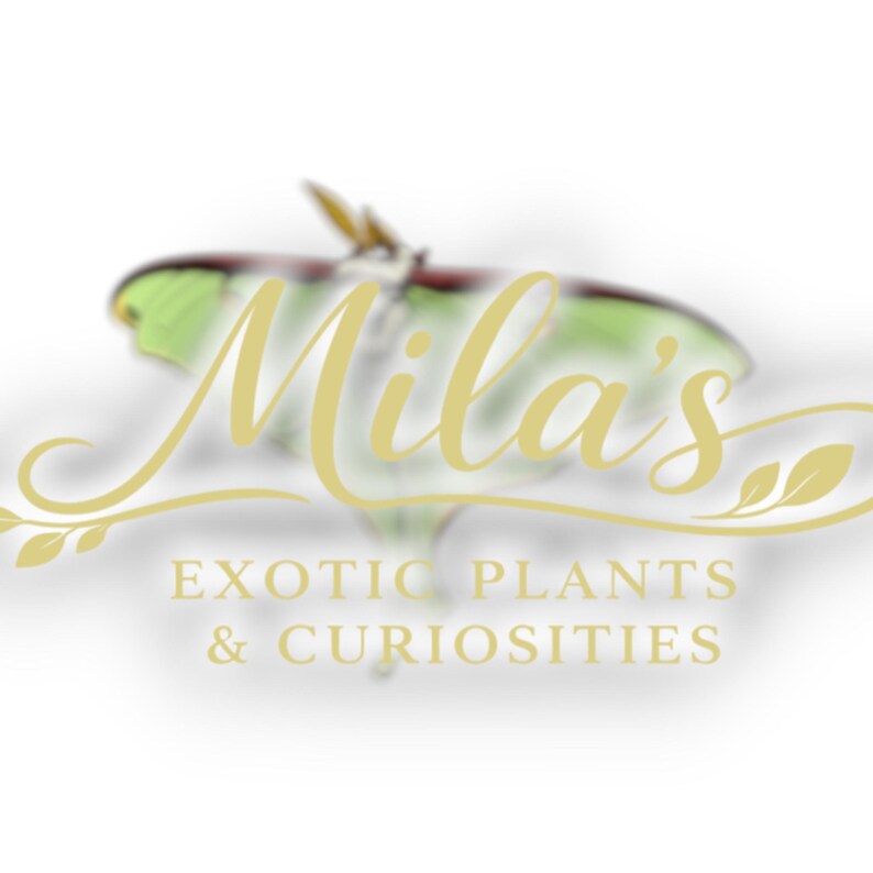 May include: Logo for Mila's Exotic Plants & Curiosities. The logo features the name "Mila's" in a flowing, gold script, with a blurred image of a moth in the background. The text "EXOTIC PLANTS & CURIOSITIES" is below the name.