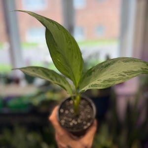 May include: A small Aglaonema plant with variegated lance-shaped leaves featuring shades of dark green, light green, and silver-grey patterns. The plant is potted in a dark plastic container filled with dark potting soil and white perlite.