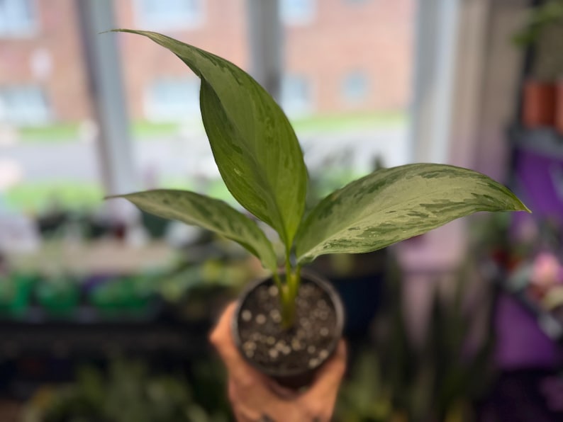May include: A small Aglaonema plant with variegated lance-shaped leaves featuring shades of dark green, light green, and silver-grey patterns. The plant is potted in a dark plastic container filled with dark potting soil and white perlite.