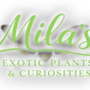May include: Logo for Mila's Exotic Plants & Curiosities. The word "Mila's" is in a bright green cursive font. Below, the text "EXOTIC PLANTS & CURIOSITIES" is in a sans-serif font, also in green. The background is blurred.