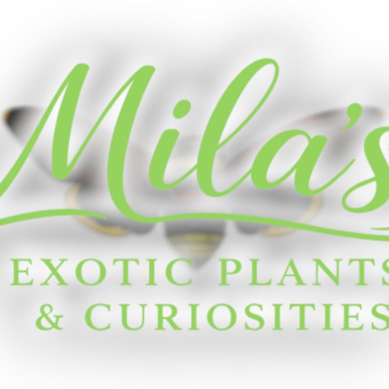 May include: Logo for Mila's Exotic Plants & Curiosities. The word "Mila's" is in a bright green cursive font. Below, the text "EXOTIC PLANTS & CURIOSITIES" is in a sans-serif font, also in green. The background is blurred.