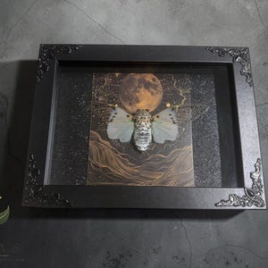 White Ghost Cicada Framed Art, Full Moon Shadow Box, Ornate Gothic Decor, 5x7 image 6