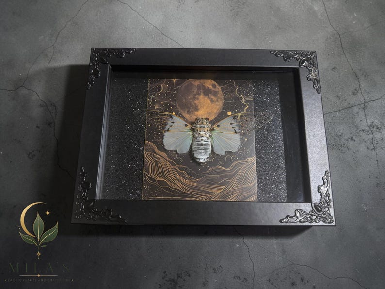 White Ghost Cicada Framed Art, Full Moon Shadow Box, Ornate Gothic Decor, 5x7 image 6