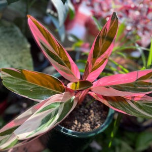 May include: A Stromanthe Triostar plant featuring elongated, lance-shaped leaves with a variegated pattern of deep green, creamy white, and vibrant pink. The foliage displays a distinct color contrast, with dark green centers and bright pink undersides.