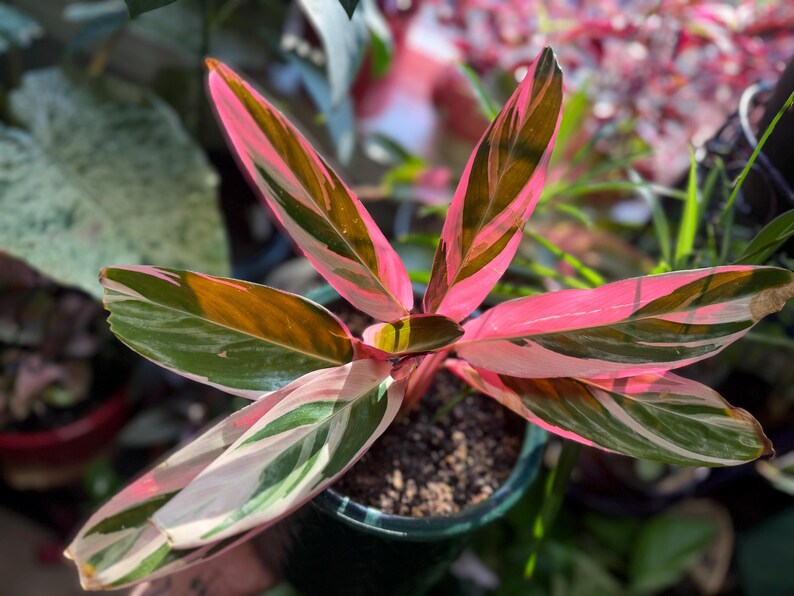 May include: A Stromanthe Triostar plant featuring elongated, lance-shaped leaves with a variegated pattern of deep green, creamy white, and vibrant pink. The foliage displays a distinct color contrast, with dark green centers and bright pink undersides.