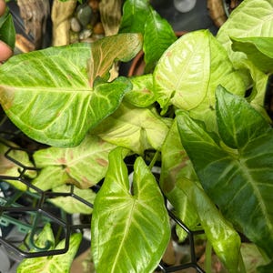 May include: A Syngonium plant featuring arrow-shaped leaves with a variegated pattern of light green, dark green, and subtle pink splashes. The foliage is supported by a black hexagonal plastic trellis structure, showcasing a mix of mature and new growth.