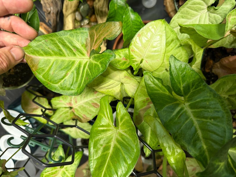 May include: A Syngonium plant featuring arrow-shaped leaves with a variegated pattern of light green, dark green, and subtle pink splashes. The foliage is supported by a black hexagonal plastic trellis structure, showcasing a mix of mature and new growth.