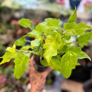 May include: A Philodendron plant featuring vibrant, lime-green, lobed leaves with a glossy texture. The foliage displays distinct, wavy edges and pointed tips, with small water droplets visible on the surface of the leaves, growing from a dark pot.
