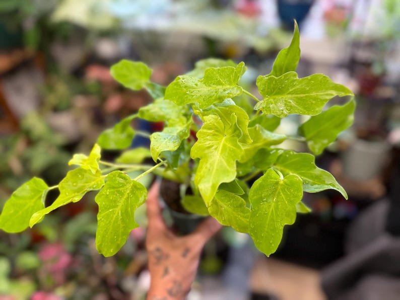 May include: A Philodendron plant featuring vibrant, lime-green, lobed leaves with a glossy texture. The foliage displays distinct, wavy edges and pointed tips, with small water droplets visible on the surface of the leaves, growing from a dark pot.