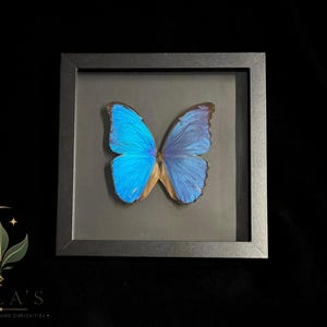 Puede incluir: Un esp&eacute;cimen de mariposa Morpho azul vibrante exhibido dentro de un marco cuadrado negro. La mariposa presenta alas iridiscentes con bordes oscuros y un cuerpo marr&oacute;n, centrado sobre un fondo gris oscuro dentro de la caja de cristal.