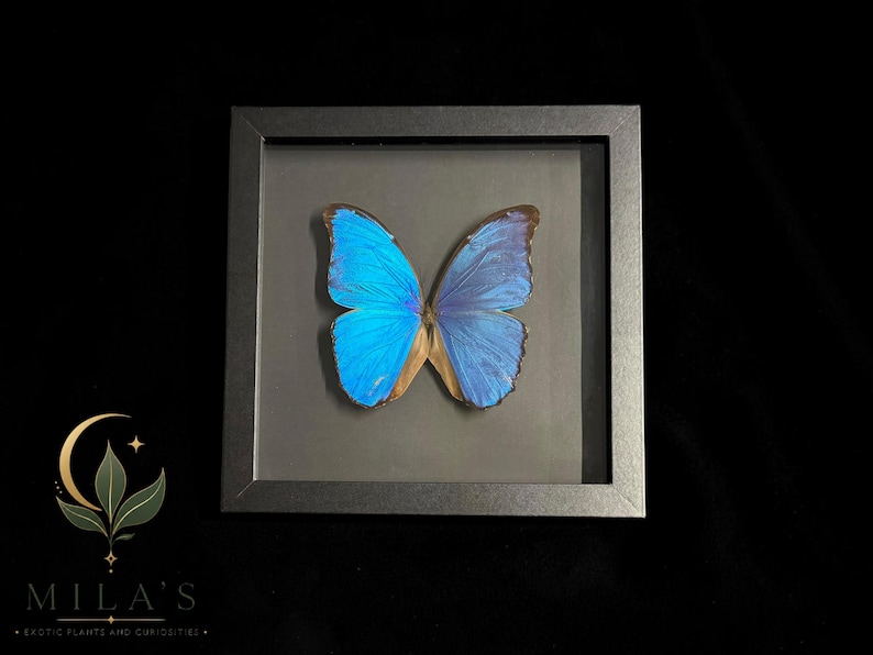 Puede incluir: Un esp&eacute;cimen de mariposa Morpho azul vibrante exhibido dentro de un marco cuadrado negro. La mariposa presenta alas iridiscentes con bordes oscuros y un cuerpo marr&oacute;n, centrado sobre un fondo gris oscuro dentro de la caja de cristal.