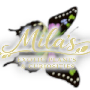 May include: A logo featuring the name "Mila's" in a cursive, gold font, with a butterfly design in the background. The butterfly has black, white, pink, and green accents. Below the name, the text reads "EXOTIC PLANTS & CURIOSITIES."