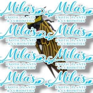 K&ouml;nnte beinhalten: Ein sich wiederholendes Muster aus Aufklebern mit dem Text "Mila's Exotic Plants & Curiosities" in hellblauer Schrift. Im Hintergrund ist ein gelb-schwarzes Insekt zu sehen.