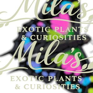 Puede incluir: Logotipo de Mila's Exotic Plants & Curiosities. El logotipo presenta el nombre "Mila's" en cursiva, con las palabras "Exotic Plants & Curiosities" debajo. Una mariposa con acentos rosas, azules y verdes est&aacute; en el fondo.