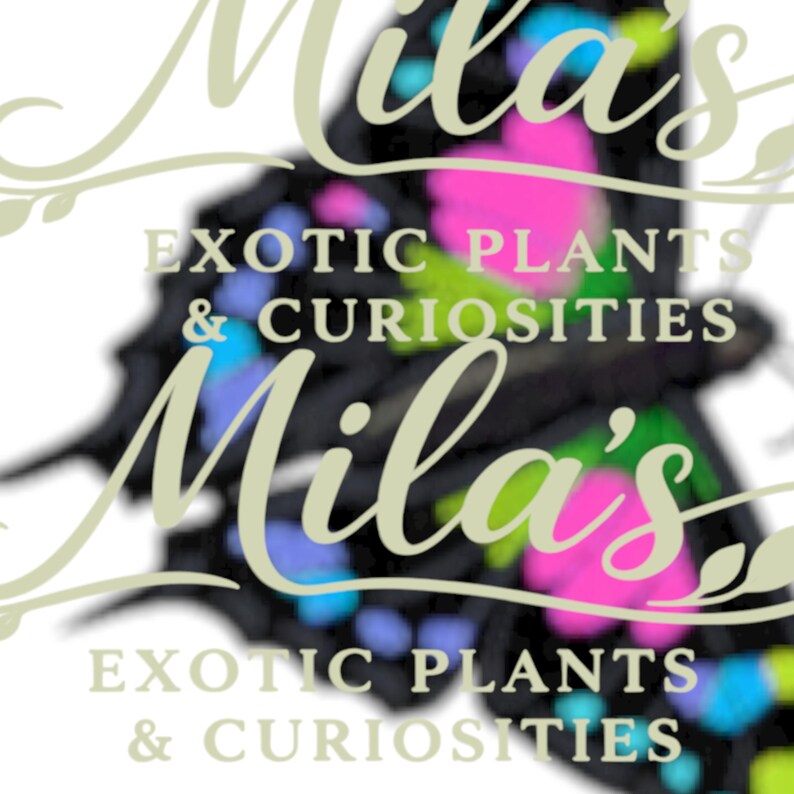Puede incluir: Logotipo de Mila's Exotic Plants & Curiosities. El logotipo presenta el nombre "Mila's" en cursiva, con las palabras "Exotic Plants & Curiosities" debajo. Una mariposa con acentos rosas, azules y verdes est&aacute; en el fondo.