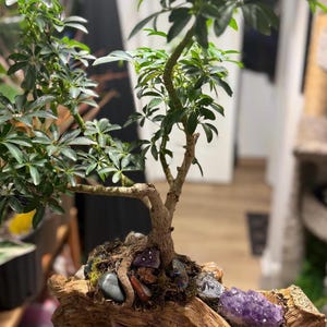 May include: A Schefflera bonsai tree planted in a piece of driftwood. The base features a collection of polished stones and a large purple amethyst crystal cluster nestled among the roots and moss, creating a natural display of greenery and minerals.