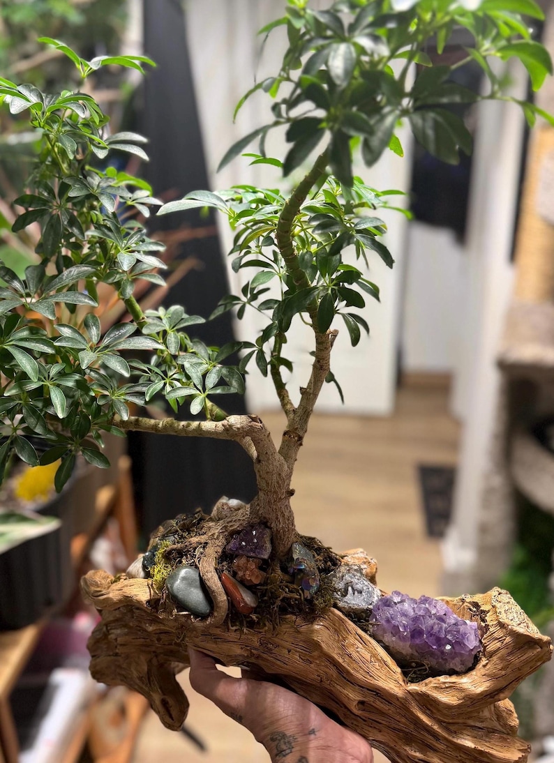 May include: A Schefflera bonsai tree planted in a piece of driftwood. The base features a collection of polished stones and a large purple amethyst crystal cluster nestled among the roots and moss, creating a natural display of greenery and minerals.