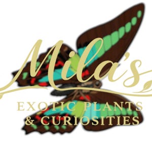 Pode incluir: Logotipo para Mila's Exotic Plants & Curiosities. O logotipo apresenta uma borboleta com asas castanhas, acentuadas com verde, vermelho e turquesa. O nome da empresa est&aacute; em escrita dourada acima da descri&ccedil;&atilde;o do neg&oacute;cio.