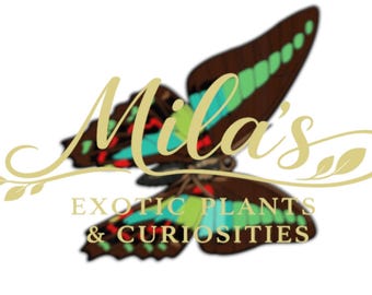 Pode incluir: Logotipo para Mila's Exotic Plants & Curiosities. O logotipo apresenta uma borboleta com asas castanhas, acentuadas com verde, vermelho e turquesa. O nome da empresa está em escrita dourada acima da descrição do negócio.