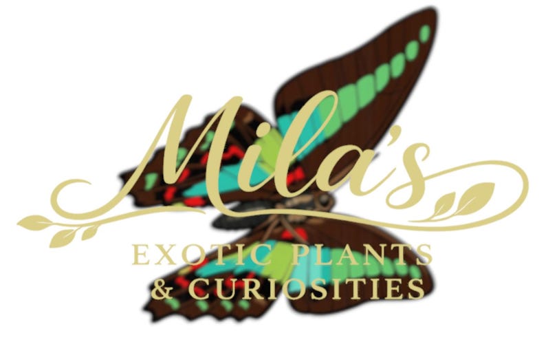 Pode incluir: Logotipo para Mila's Exotic Plants & Curiosities. O logotipo apresenta uma borboleta com asas castanhas, acentuadas com verde, vermelho e turquesa. O nome da empresa est&aacute; em escrita dourada acima da descri&ccedil;&atilde;o do neg&oacute;cio.