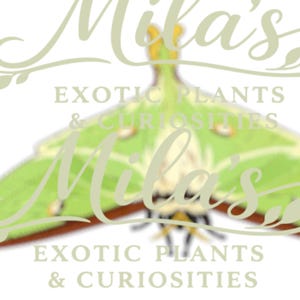May include: Logo for "Mila's Exotic Plants & Curiosities" featuring a stylized green moth with a yellow head. The text "Mila's" is in a cursive font, overlaid on the moth and the words "Exotic Plants & Curiosities".
