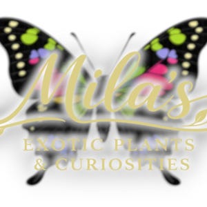Puede incluir: Un logotipo con una mariposa con alas negras, acentuadas con puntos verdes, rosas y morados. El nombre "Mila's" est&aacute; escrito en cursiva, con las palabras "EXOTIC PLANTS & CURIOSITIES" debajo.