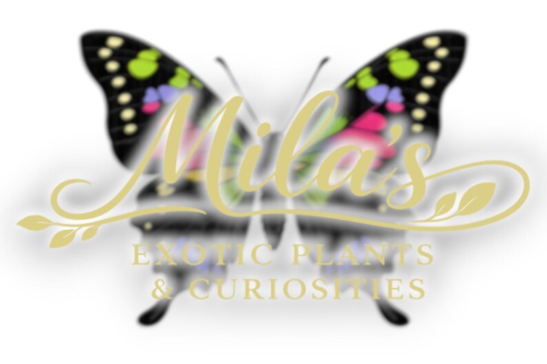 Puede incluir: Un logotipo con una mariposa con alas negras, acentuadas con puntos verdes, rosas y morados. El nombre "Mila's" est&aacute; escrito en cursiva, con las palabras "EXOTIC PLANTS & CURIOSITIES" debajo.