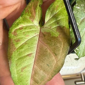May include: A variegated Syngonium leaf featuring a heart-shaped structure with a blend of light green, cream, and soft pink patches. The leaf surface displays prominent veins and a smooth texture, supported by a black plastic trellis structure.