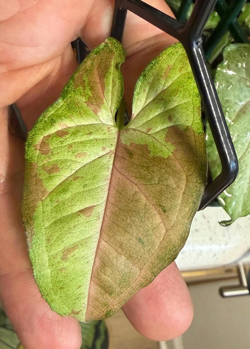May include: A variegated Syngonium leaf featuring a heart-shaped structure with a blend of light green, cream, and soft pink patches. The leaf surface displays prominent veins and a smooth texture, supported by a black plastic trellis structure.