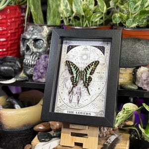 Puede incluir: Una obra de arte enmarcada con una mariposa con marcas negras y verde azulado, sobre una ilustraci&oacute;n detallada en blanco y negro. La obra est&aacute; etiquetada como "THE LOVERS" y se exhibe en un caballete de madera. El fondo incluye plantas, cristales y objetos decorativos.