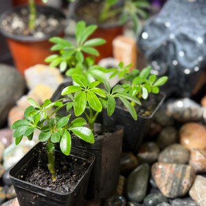 May include: Small Schefflera plants with glossy, bright green, palmately compound leaves growing in individual black plastic square pots. The plants are arranged among various smooth, multi-colored river stones and dark soil.