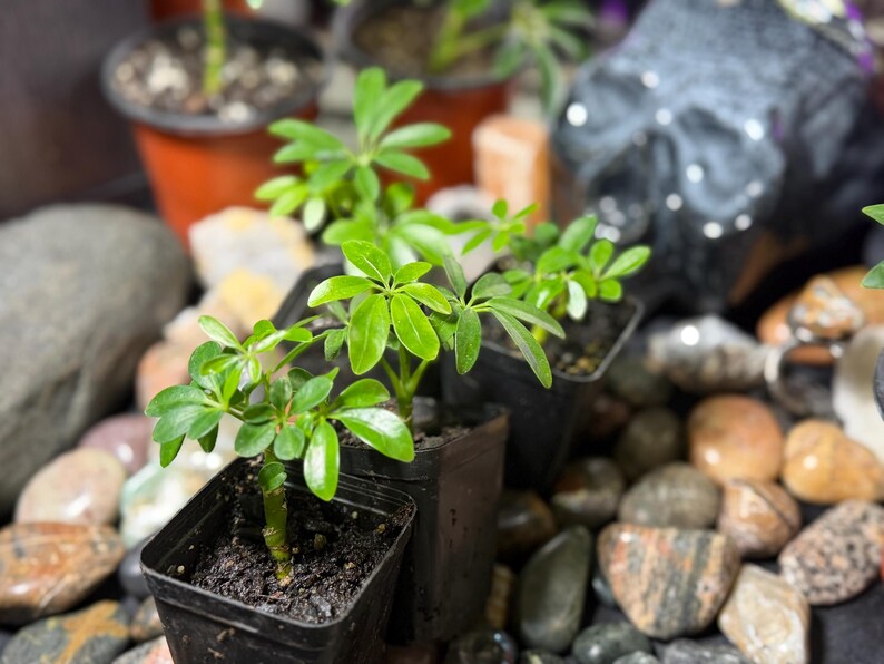 May include: Small Schefflera plants with glossy, bright green, palmately compound leaves growing in individual black plastic square pots. The plants are arranged among various smooth, multi-colored river stones and dark soil.