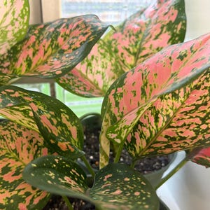 Peut inclure: Une plante Aglaonema pr&eacute;sentant de larges feuilles ovales avec un motif panach&eacute; de vert fonc&eacute; et d'&eacute;claboussures rose vif. La plante est en pot dans un terreau sombre, montrant plusieurs tiges et un feuillage au contraste de couleurs marqu&eacute;.