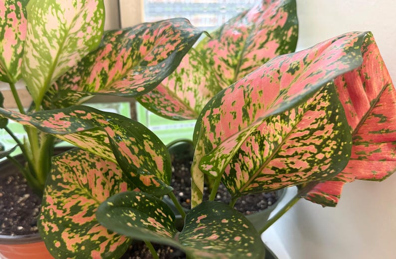 Peut inclure: Une plante Aglaonema pr&eacute;sentant de larges feuilles ovales avec un motif panach&eacute; de vert fonc&eacute; et d'&eacute;claboussures rose vif. La plante est en pot dans un terreau sombre, montrant plusieurs tiges et un feuillage au contraste de couleurs marqu&eacute;.