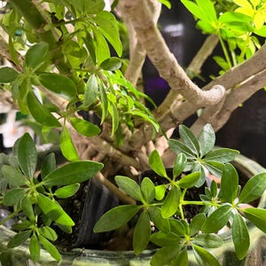 May include: A Schefflera arboricola plant with glossy, palmately compound green leaves and thick, light-colored woody stems. The plant is potted in a textured, mottled green ceramic container, with small black plastic nursery pots visible.