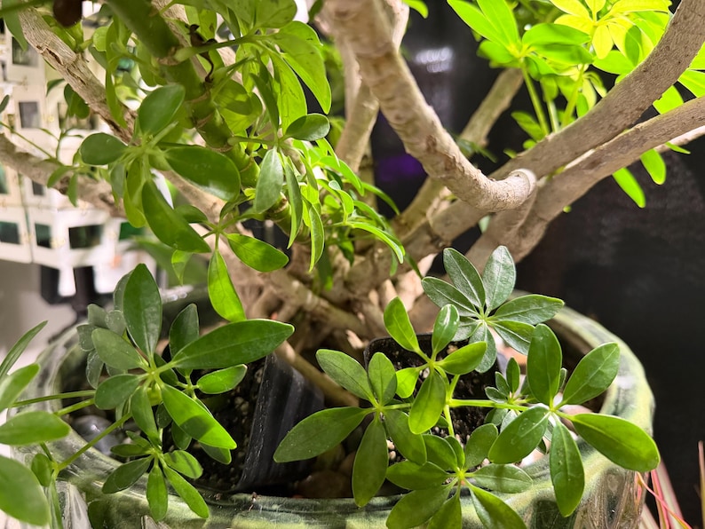 May include: A Schefflera arboricola plant with glossy, palmately compound green leaves and thick, light-colored woody stems. The plant is potted in a textured, mottled green ceramic container, with small black plastic nursery pots visible.