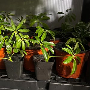 May include: A collection of small Schefflera plants with glossy, palmately compound green leaves, each potted in individual black or terracotta plastic containers, arranged together on a dark shelf with visible water droplets on the foliage.