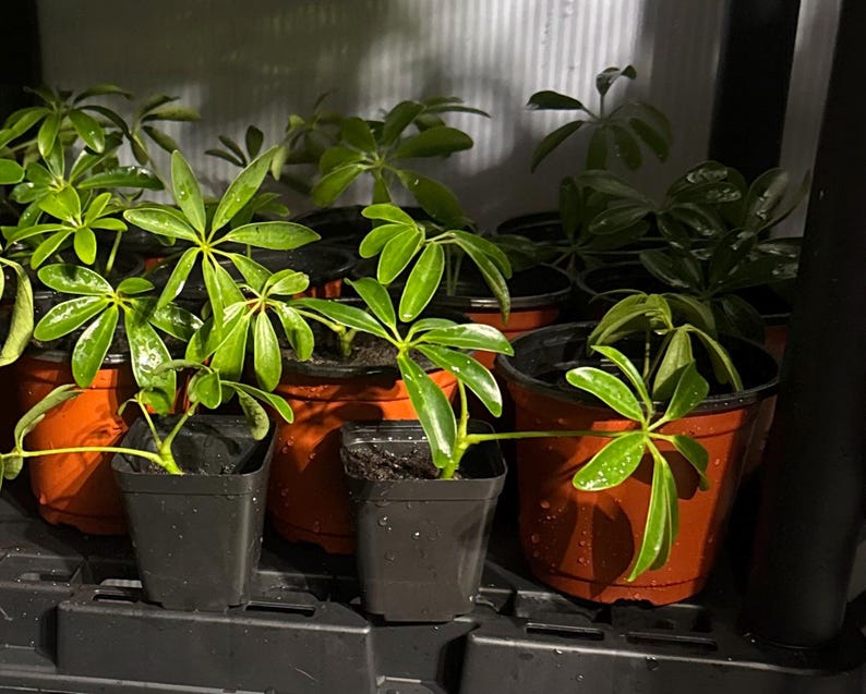 May include: A collection of small Schefflera plants with glossy, palmately compound green leaves, each potted in individual black or terracotta plastic containers, arranged together on a dark shelf with visible water droplets on the foliage.