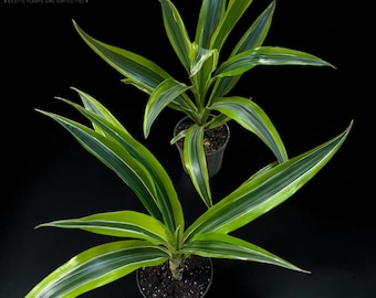 May include: Two Dracaena plants with long, pointed, variegated leaves featuring bright green centers and creamy white margins. Each plant is potted in a dark container with visible soil. The logo MILA'S EXOTIC PLANTS AND CURIOSITIES is visible.