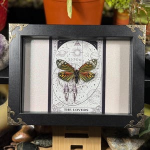 May include: A black framed display with a butterfly specimen. The butterfly has orange, yellow, and black wings, set against a tarot card with celestial imagery and the text "THE LOVERS." The frame has gold corner details.
