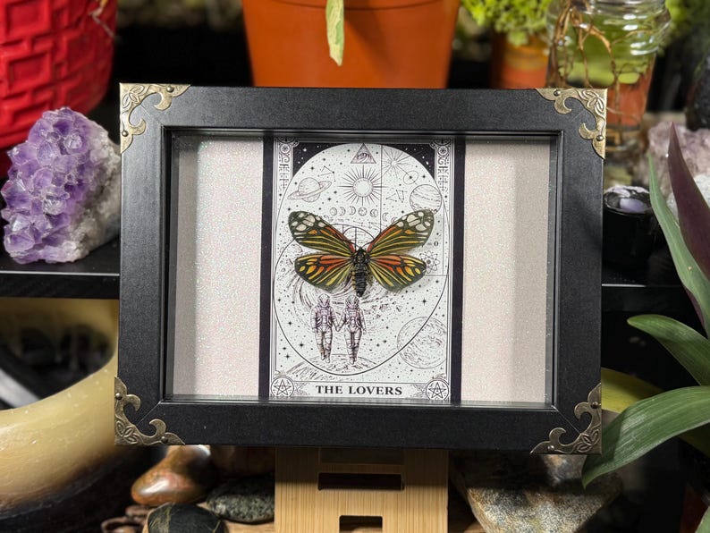 May include: A black framed display with a butterfly specimen. The butterfly has orange, yellow, and black wings, set against a tarot card with celestial imagery and the text "THE LOVERS." The frame has gold corner details.