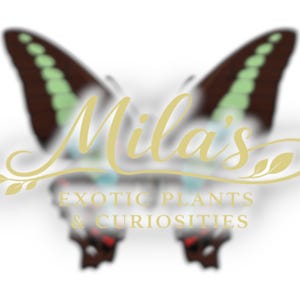 Pode incluir: Um logotipo com um design de borboleta com asas marrons e verdes. O texto "Mila's" est&aacute; em it&aacute;lico, com "EXOTIC PLANTS & CURIOSITIES" abaixo. O design geral &eacute; em tons de marrom, verde e dourado.