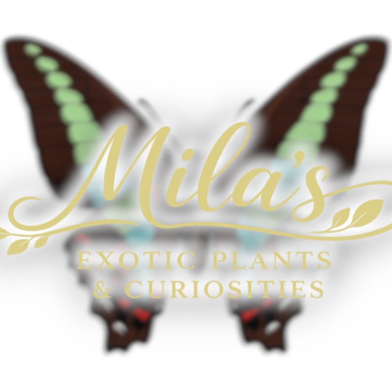 Pode incluir: Um logotipo com um design de borboleta com asas marrons e verdes. O texto "Mila's" est&aacute; em it&aacute;lico, com "EXOTIC PLANTS & CURIOSITIES" abaixo. O design geral &eacute; em tons de marrom, verde e dourado.