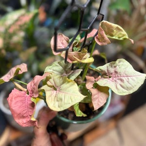 May include: A Syngonium podophyllum plant with variegated arrow-shaped leaves in shades of soft pink and pale green. The plant is potted in a small container and supported by a black hexagonal plastic trellis that extends upward from the soil.