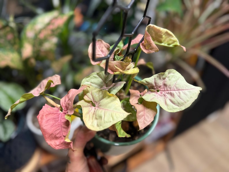 May include: A Syngonium podophyllum plant with variegated arrow-shaped leaves in shades of soft pink and pale green. The plant is potted in a small container and supported by a black hexagonal plastic trellis that extends upward from the soil.