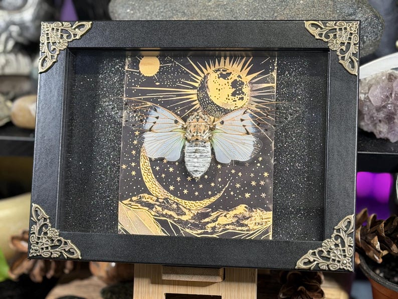 May include: Framed artwork depicting a cicada with white and light blue wings against a celestial backdrop of a moon and stars. The black frame has decorative gold corner accents. The artwork is displayed on a wooden stand.