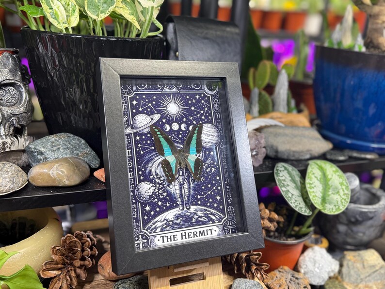 Blue Bottleneck “The Hermit Celestial Wanderer” Framed Specimen Art | Graphium sarpedon Tarot Decor bild 8