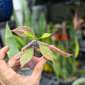 May include: A small plant with variegated leaves in shades of green, yellow, and pink, potted in a square light pink plastic container filled with dark potting soil. The plant features several pointed, textured leaves extending outward.