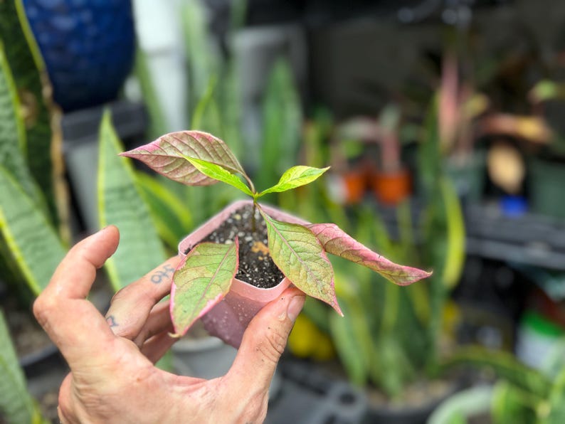 May include: A small plant with variegated leaves in shades of green, yellow, and pink, potted in a square light pink plastic container filled with dark potting soil. The plant features several pointed, textured leaves extending outward.