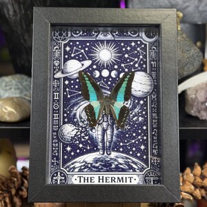 Blue Bottleneck “The Hermit Celestial Wanderer” Framed Specimen Art | Graphium sarpedon Tarot Decor bild 1